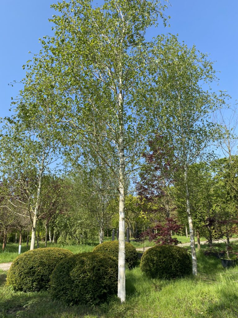 Eibenkugeln mit Himalayabirken