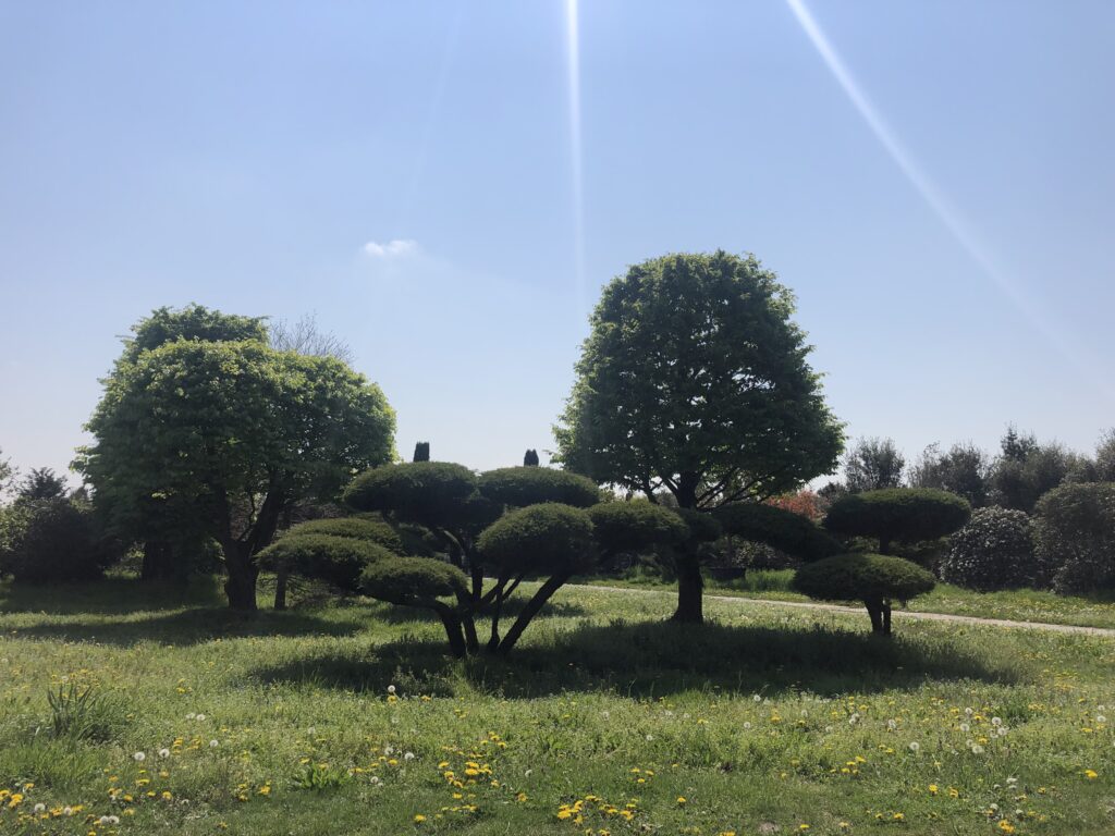 knorrige Hainbuchen und Wachilder Bonsai