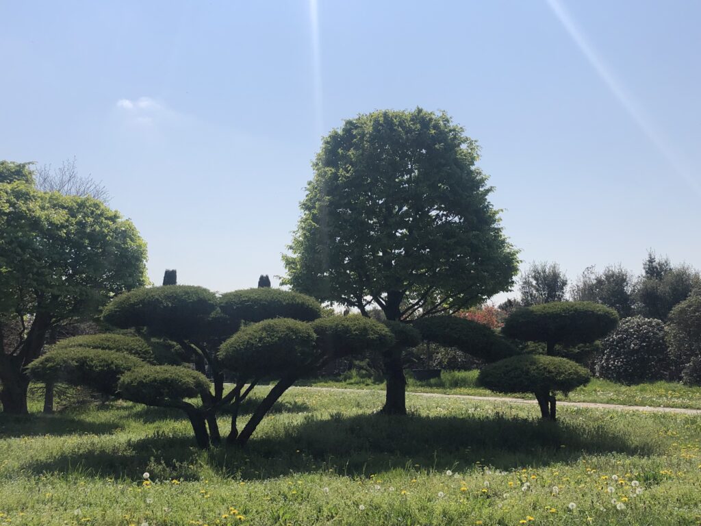 knorrige Hainbuchen und Wacholder Bonsai