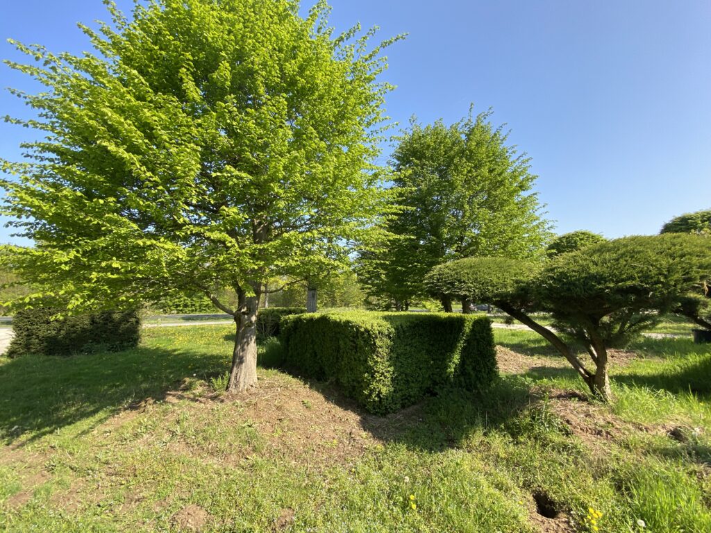malerische Hainbuche mit Wacholder Bonsai