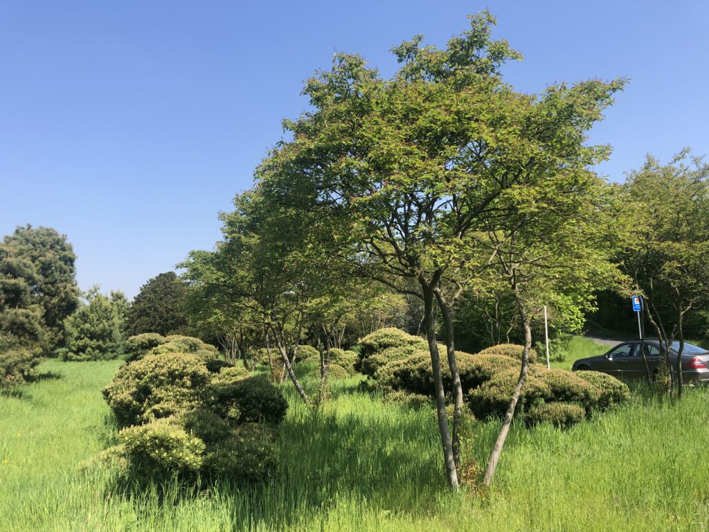 mehrstämmige Felsenbirne und Pinus mughus in Wolkenform